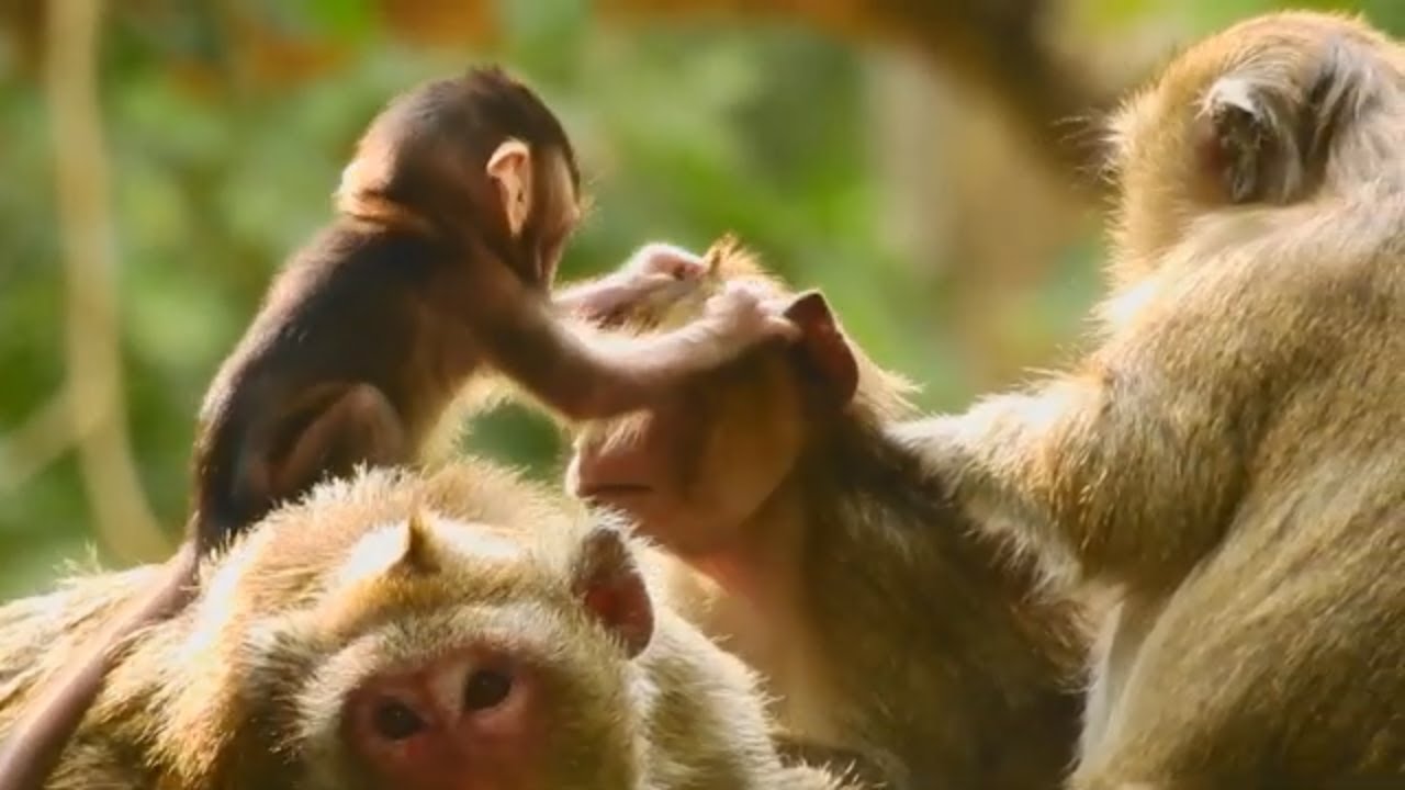 Baby Janna so angry with sis Tarzana that often mistreat her, Baby monkey Janna, Janna baby monkey Baby Janna so angry with sis Tarzana that often mistreat her, Baby monkey Janna, Janna baby monkey