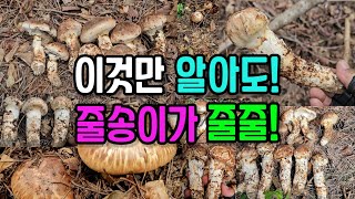 이것만 알아도! 줄송이가 줄줄 보인다! 터져 나오는 송이의 계절을 즐겨보세요! by 산가람TV 32,949 views 7 months ago 18 minutes