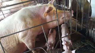 Minha porca só pariu 4 porquinhos