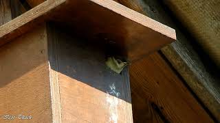 Штучна гніздівля для польового горобця / Nest box for Tree Sparrow