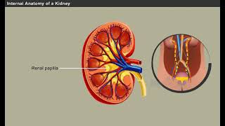 Structure of Kidneys