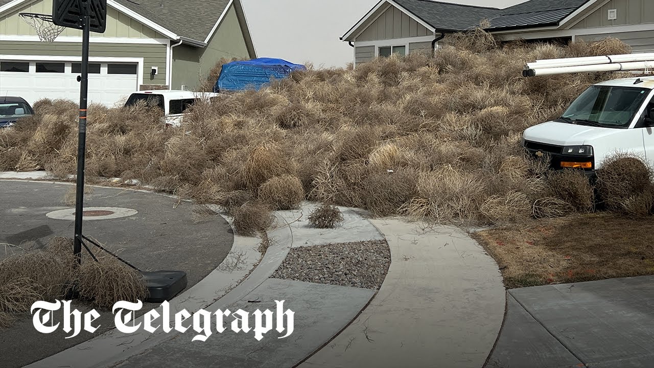 Tumbleweed invasion traps cars and truck on US highway