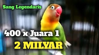 Kicauan (alm) LOVE BIRD KUSUMO yg dihargai 2 MILYAR, 400x Juara 1 || Ngekek 5 menit