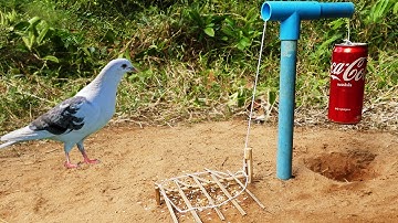 DIY Bird Trap Technology Build From Coca Cola Cans And Blue Pipe - Easy Bird Trap