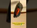 Phases Of Metamorphosis Of A Butterfly مراحل تحول الفراشة Shorts Timelapse 