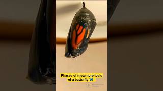                                          مراحل تحول الفراشة                    سمعها