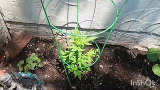 2024 outdoor grow #3