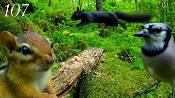 Cat TV:3+ Hours of Relaxing Forest Wildlife: Chipmunks, Squirrels and Blue Jays 4K. Ep. 107