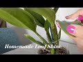Basic Plant Maintenance | Homemade Leaf Shine for House Plants &amp; Orchids