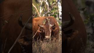 Bowhunting Dangerous Big Game! Wild Scrub Bull, Australia 🐂