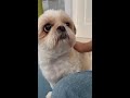 会話するイッヌ。しかし飼い主ハズれるごめん！#Shorts