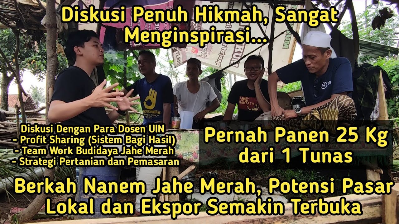 Pernah Panen Jahe Merah 25 kg dalam 1 Rumpun || Diskusi Dari Hulu Ke Hilir Budidaya Jahe Merah ||