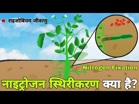 नाइट्रोजन स्थिरीकरण कैसे होता है? | Role of Rhizobium Bacteria in Nitrogen Fixation Process in Hindi