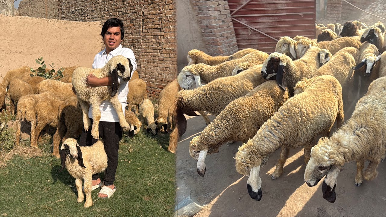 Zoo Me Bht Sara Dumby Agea 😍