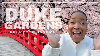 Let's Visit The Duke Gardens Cherry Blossoms | Durham, NC