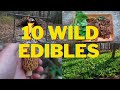 Foraging 10 spring wild edibles ramps stinging nettle morel mushrooms hunting 2023