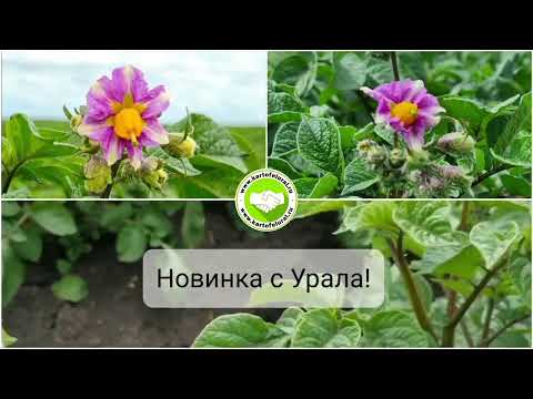 Красные сорта картофеля