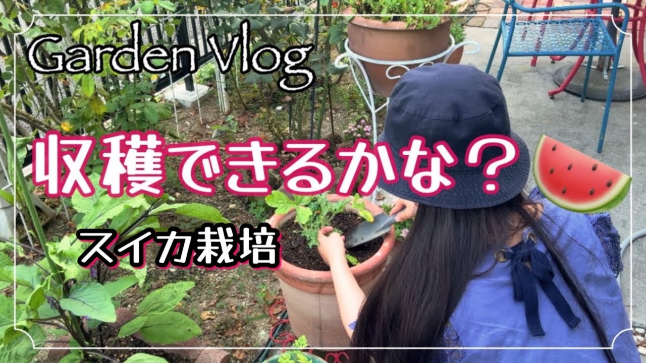 小さな庭でスイカ栽培🍉果たして収穫できるのか！？