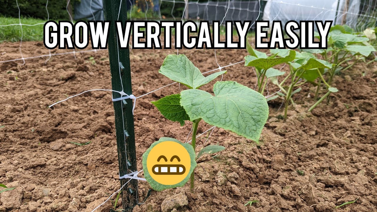 Easy Trellising For Cucumbers Youtube