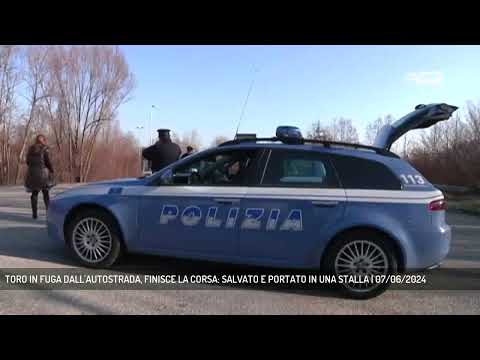 TORO IN FUGA DALL'AUTOSTRADA, FINISCE LA CORSA: SALVATO E PORTATO IN UNA STALLA | 07/06/2024
