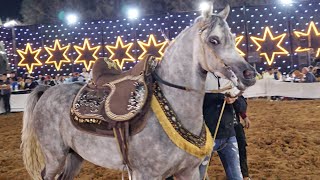 رقص خيول عربية حفلة الطنطاوية الجزء الثاني 2023
