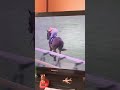 2021年8月21日、新潟競馬🏇1.9はいいが8番かよ💦
