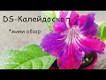 Стрептокарпус|DS-Калейдоскоп|Обзор цветения