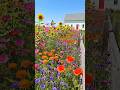 Scatter Wildflower Seeds on Bare Dirt, Get a Solid Wall of Color 🌸