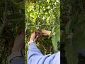 #garden #gardening #اكسبلور_explore #اكسبلور