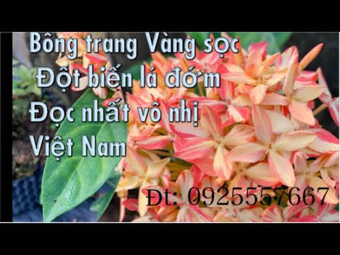 HKTH08 Cách giâm cành-lá mẫu đơn( bông trang) đột biến từ siêu kích rể,vàng sọc đỏ lá đốm đọc-lạ