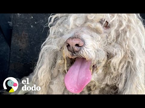 Video: Quitar un abrigo de perro severamente enmarañado