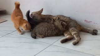 Kucing menyusui anaknya