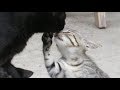 【野良猫親子】「クルルッ ニャ～ン」と鳴いて子猫を呼ぶ母さん猫クロ　cat family