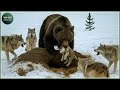 Craziest Grizzly Bear Attacks Ever Caught On Camera Animal Fights