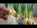 How to grow garlic with water is very easy, no care needed