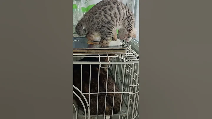 Video 11587821: bengalcat bengals cat kitten
