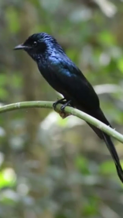 penampakan burung Sri gunting hitam