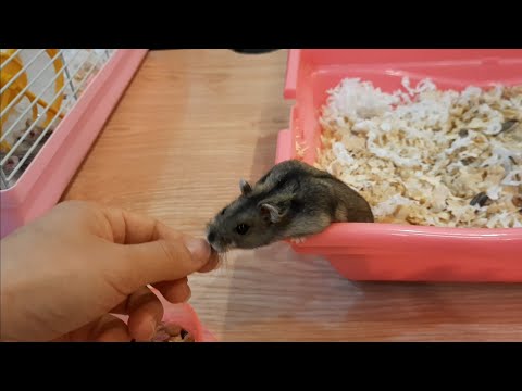 funny-and-cute-hamster-videos