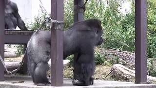 BADなシャバーニ Rampage   gorilla Shabani