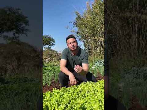 Vídeo: Colhendo alface de folhas soltas - Como colher alface de folhas