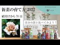 【バラの新苗】新苗の育て方 2022 中間報告