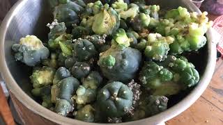 True Color on Lophphora grafts to test alkaloid biosynthesis increase