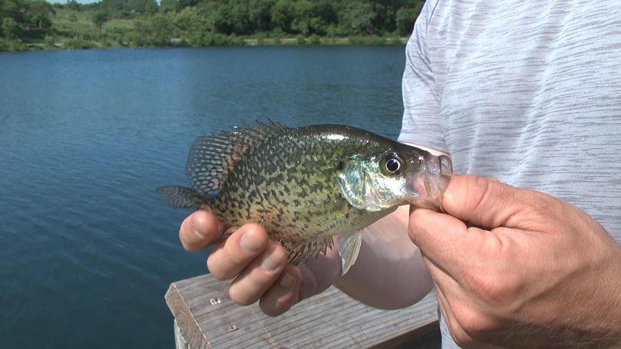 Lake Carl Blackwell Fishing for Crappie and Hybrid Striper with