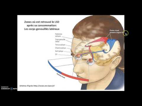 LSD et transmission synaptique