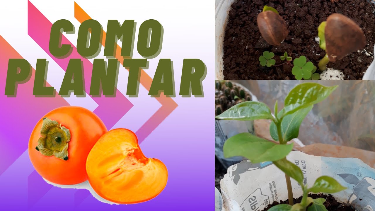 How to Plant Persimmon - Germinate persimmon from the seed 