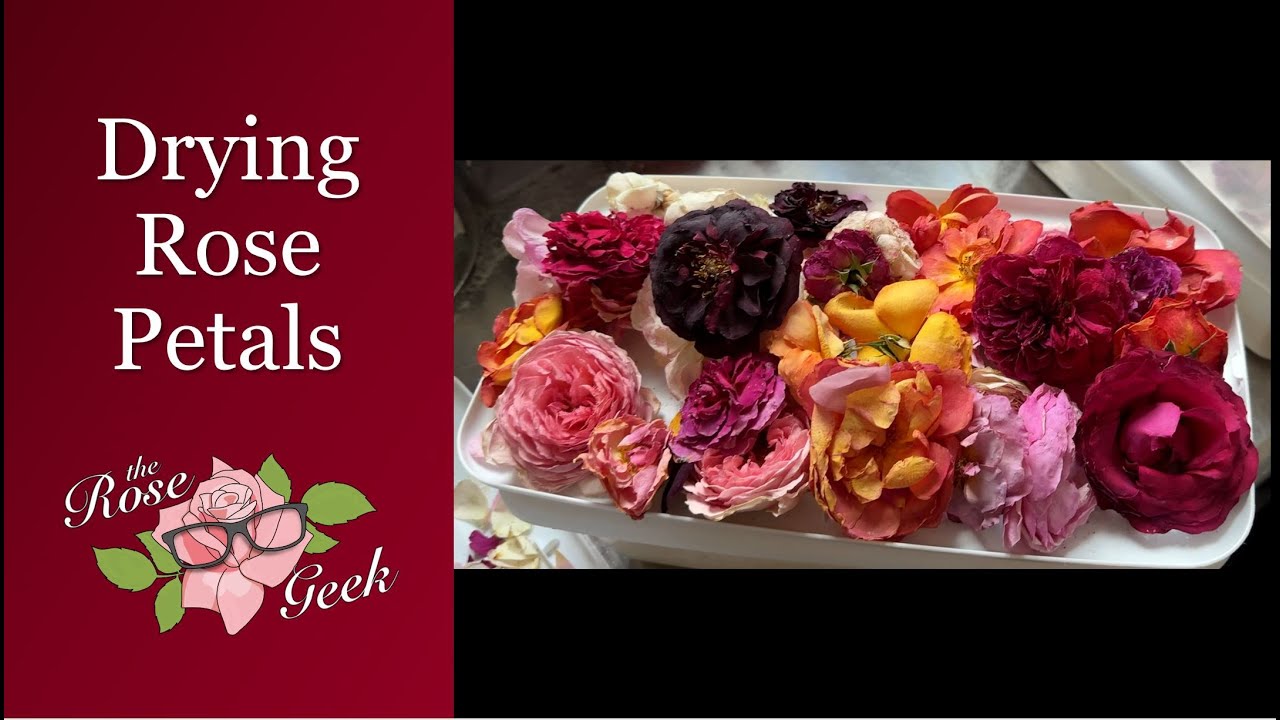 How to dry Rose Petals in 2 mins  Dry Rose Petals for Resin Projects 