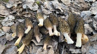 MOREL MUSHROOM Hunting For The FIRST TIME!!! (mushroom picking 2024)