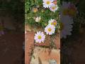 There was a girl who got daisies at 4:15 pm every day.