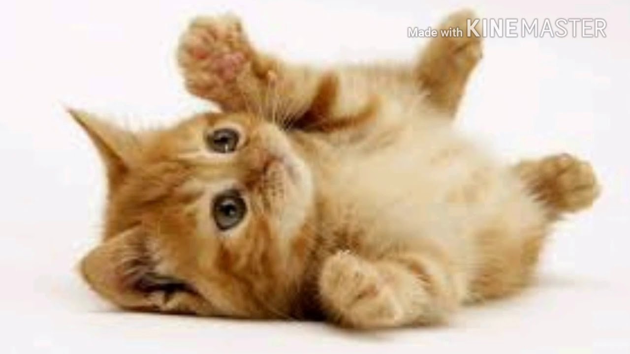 แมวน่ารักที่สุดในโลก  2022 New  5 อันดับแมวที่น่ารักที่สุดในโลก