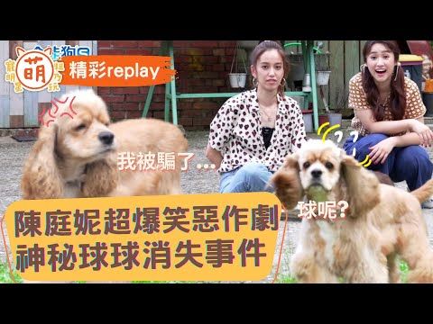 超萌可卡咪嚕真心換絕情 陳庭妮超爆笑惡作劇！神秘球球消失事件 【 萌寵明星粗乃玩 X 精彩replay】